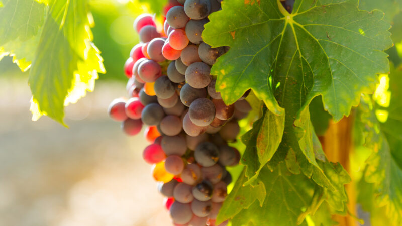 Get the picnic snacks at heavy discounted price