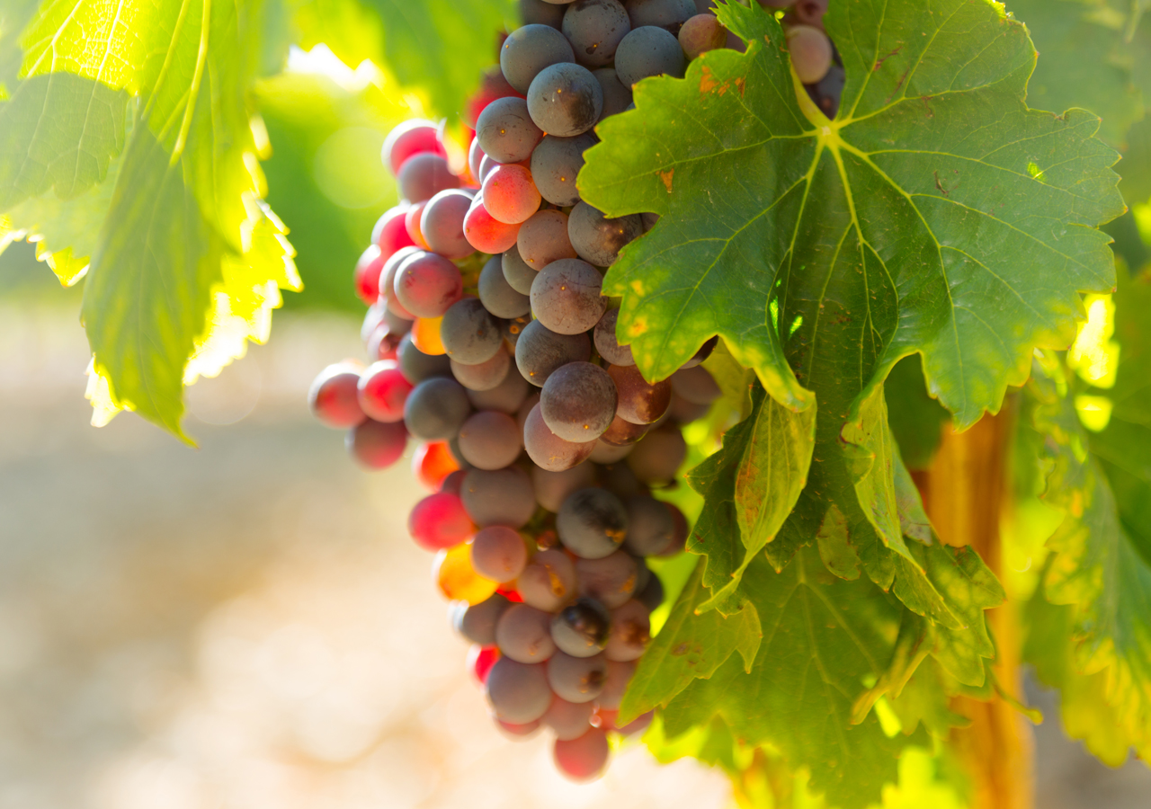 Get the picnic snacks at heavy discounted price