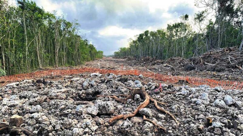 Semarnat admite daños ambientales del Tren Maya y anuncia plan de rescate integral