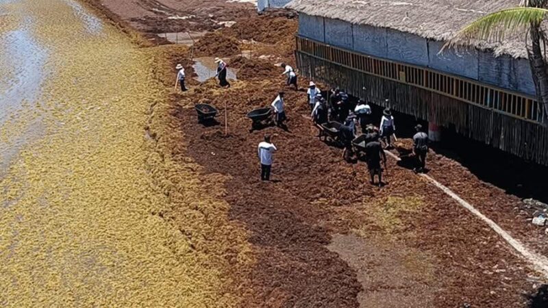 Sargazo afecta la salud de recolectores: Revista científica Harmful Algae.