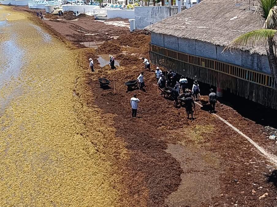 Sargazo afecta la salud de recolectores: Revista científica Harmful Algae.